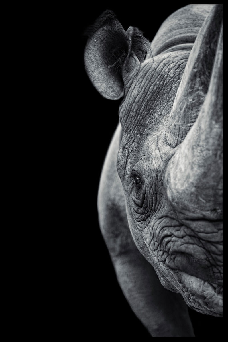 Rhino-Poster-12008