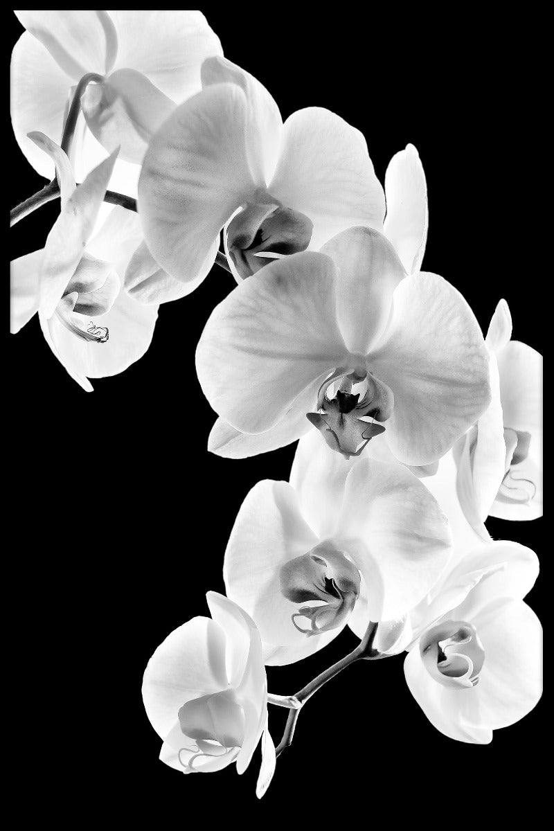 Phalaenopsis orchidee records
