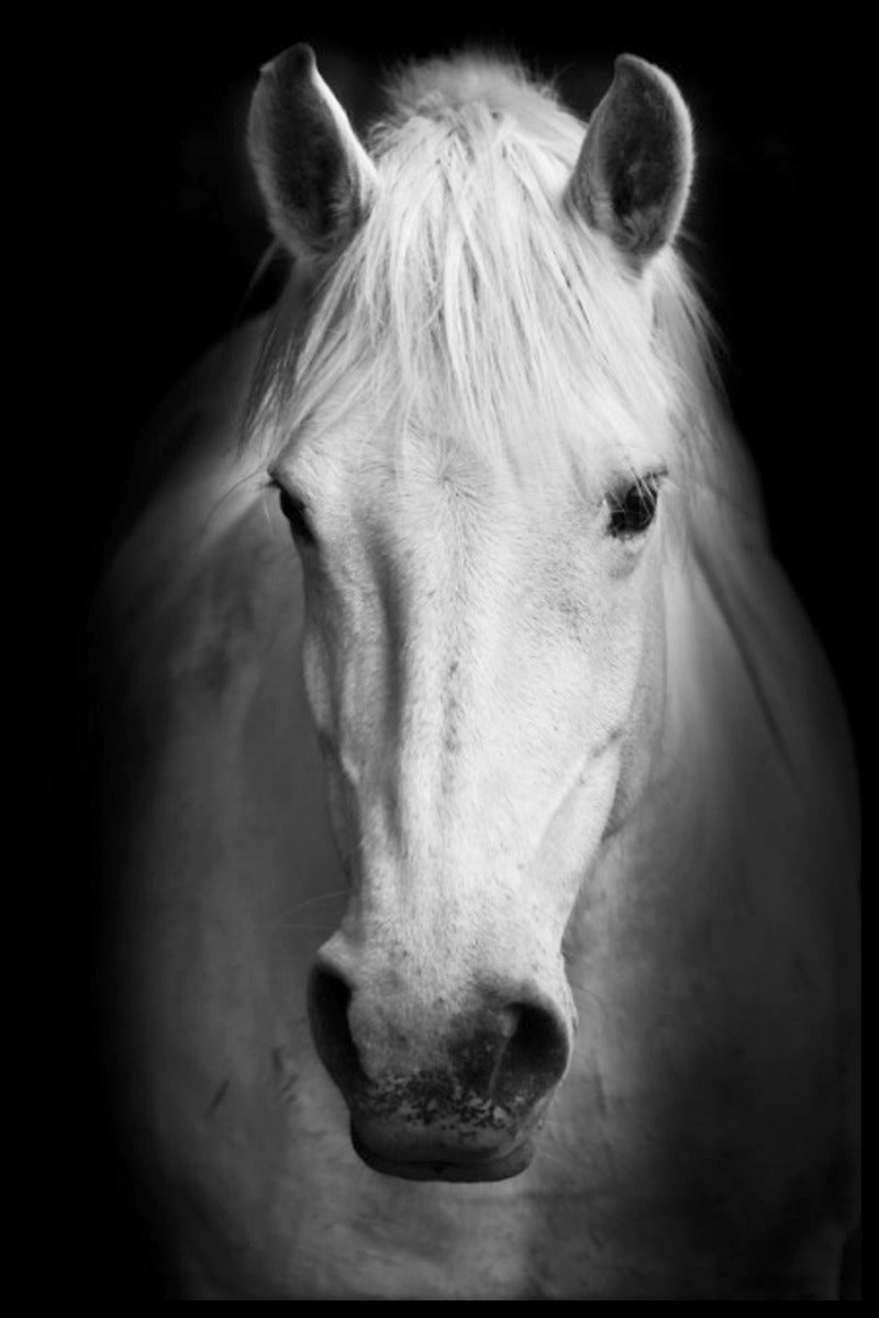 Witte paard portret poster