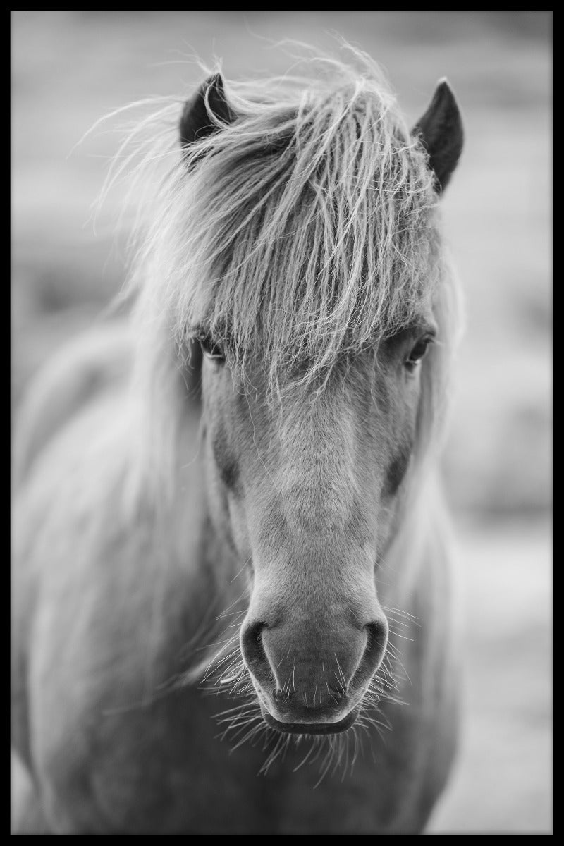 Posters met IJslandse paardenportretten