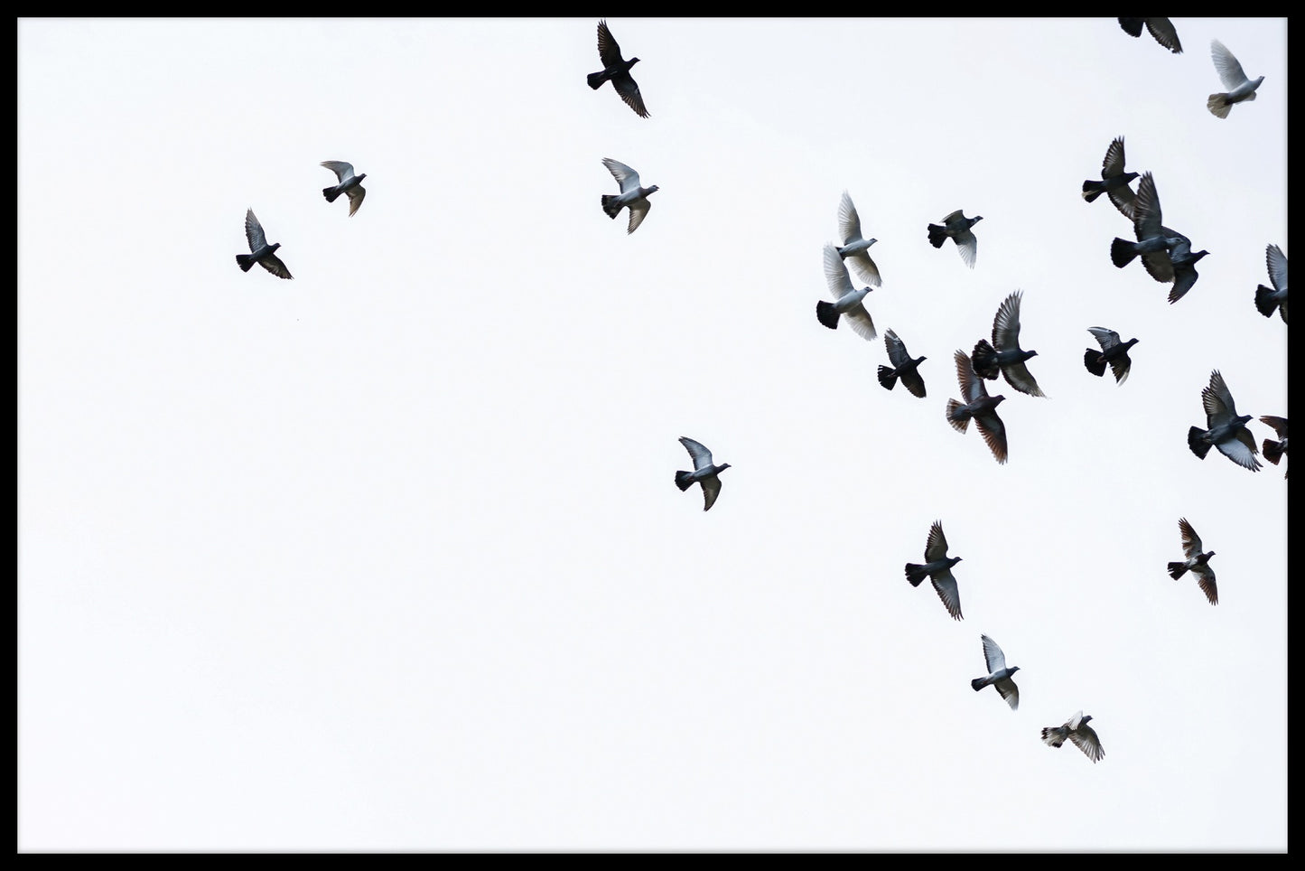 records voor zwerm vogels