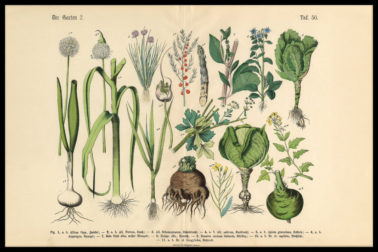 Victoriaanse botanische illustratieposter