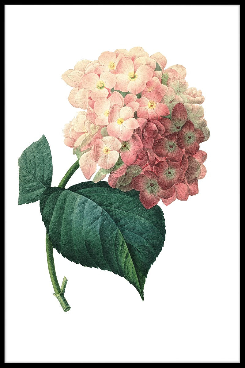 Hortensia bloemenposter