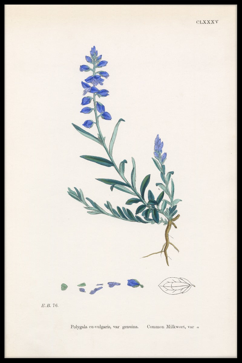 opnemen Polygala Vulgaris