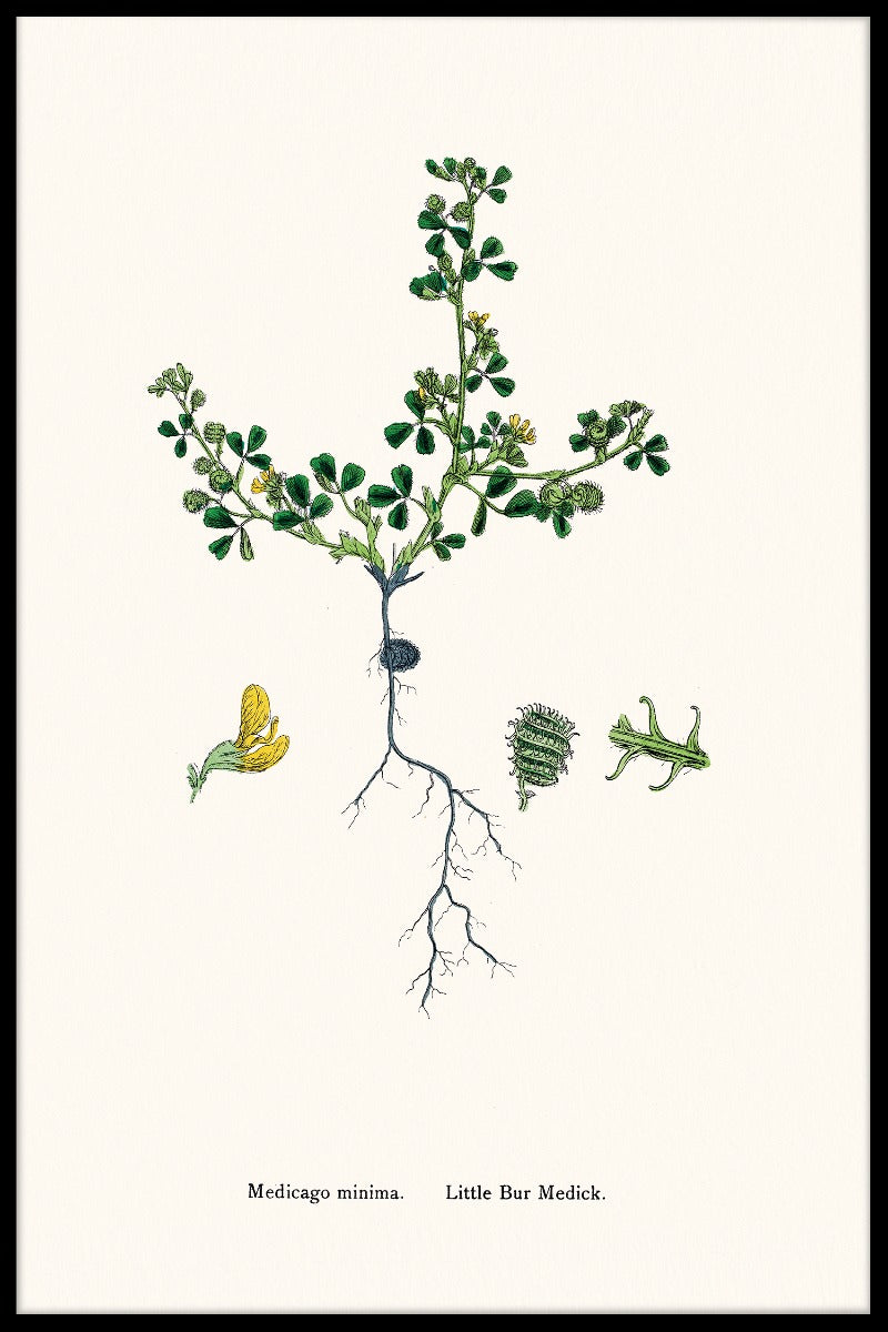 Medicago Minimale items