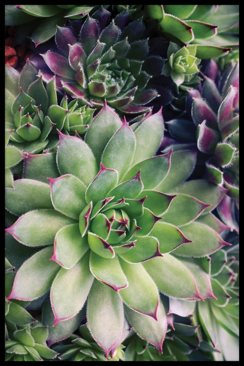 Sappige bloemenposter