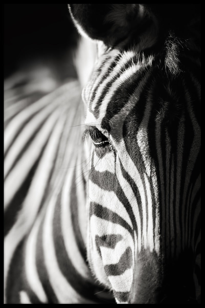Zebra portret natuur poster