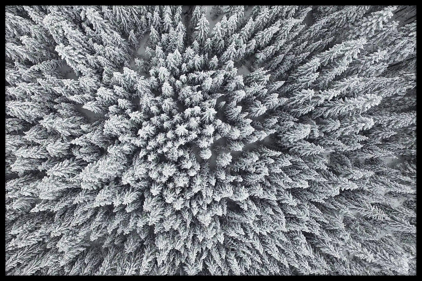 Dennenbos Winter Frost poster
