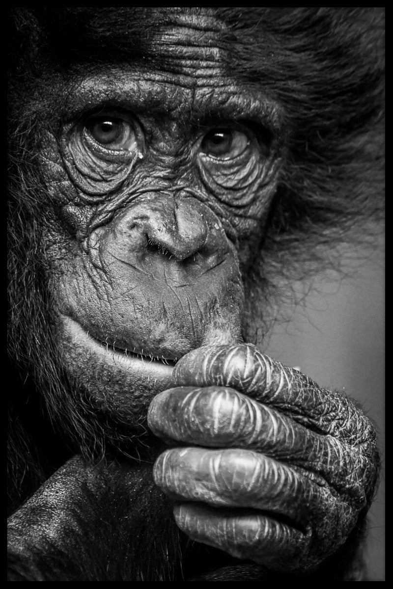 Bonobo ziet tot nadenken stemmende berichten