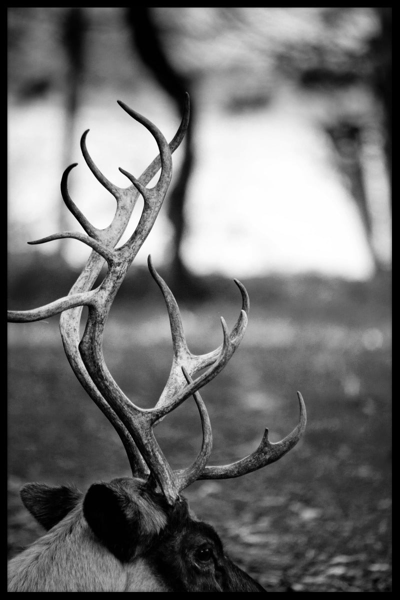 Rendieren close-up poster-s