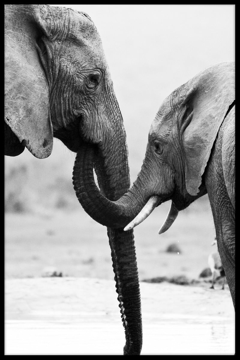 olifant moeder en zoon posters