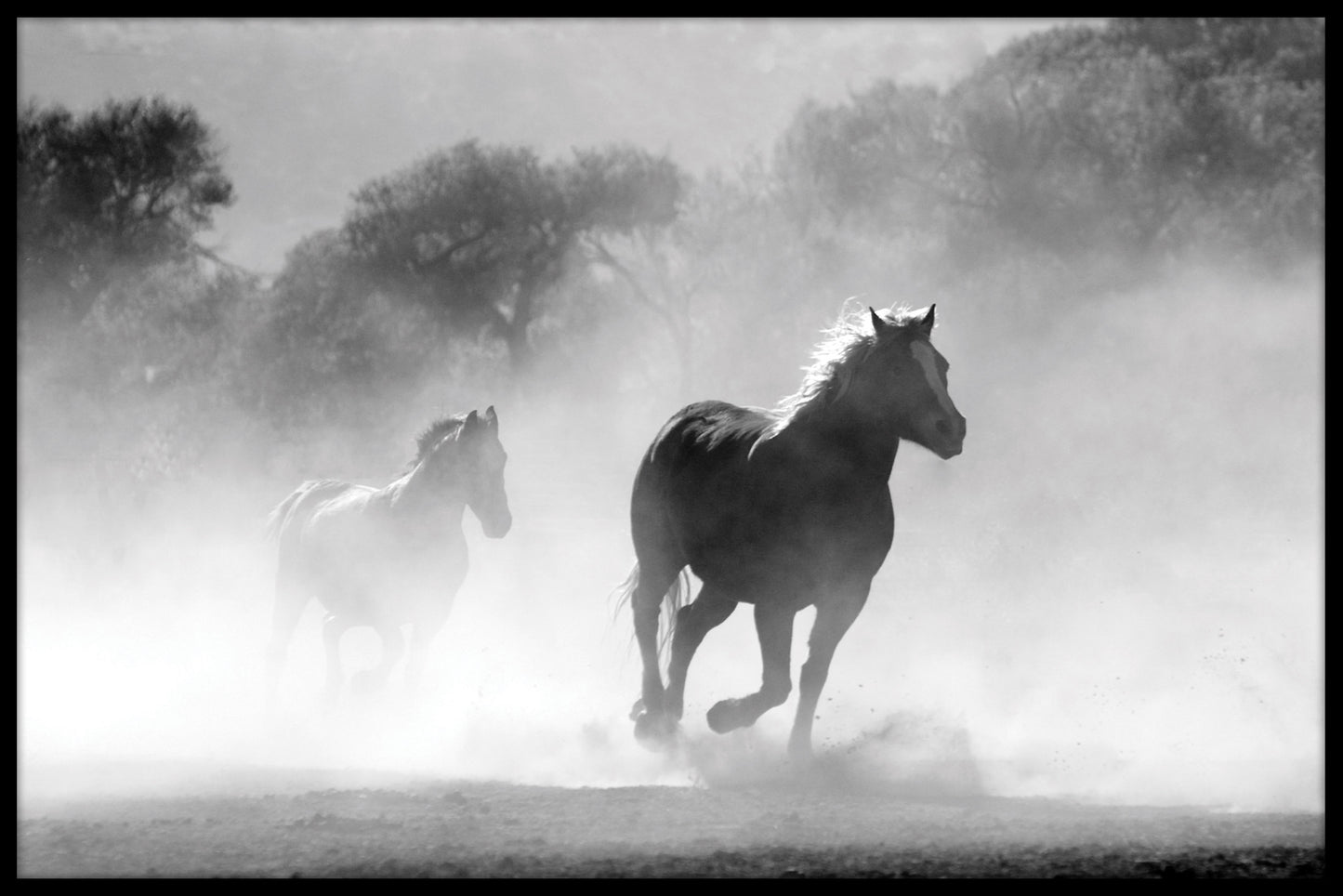 De mistposter van de paardenkudde