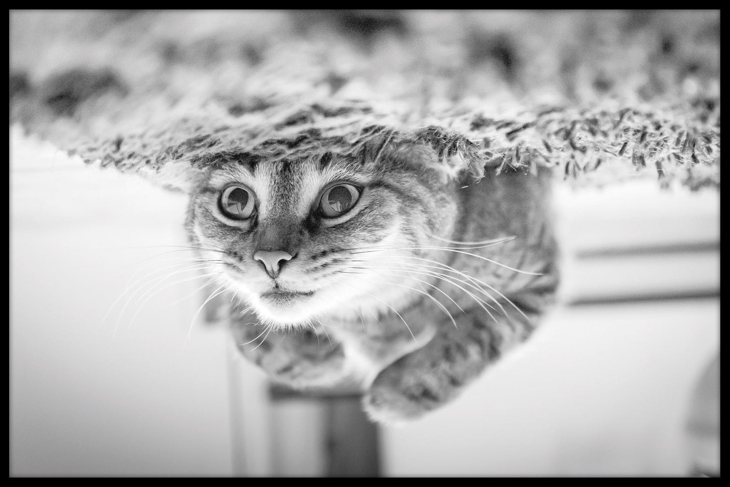 Cat onderwaterduikrecord