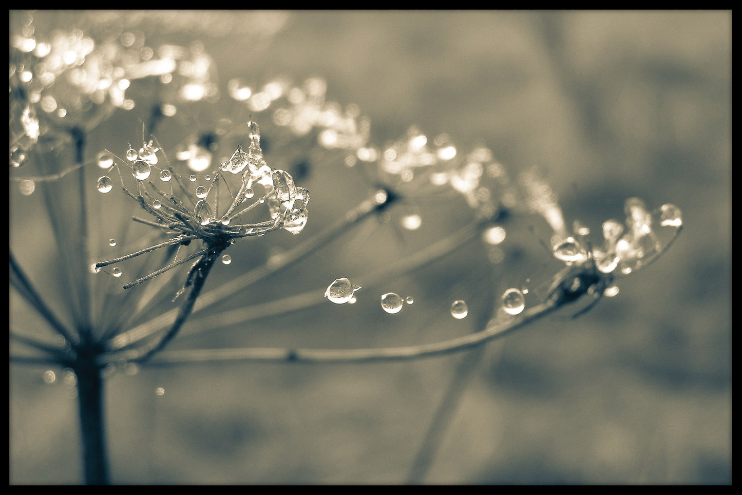 Botanische waterdruppels poster