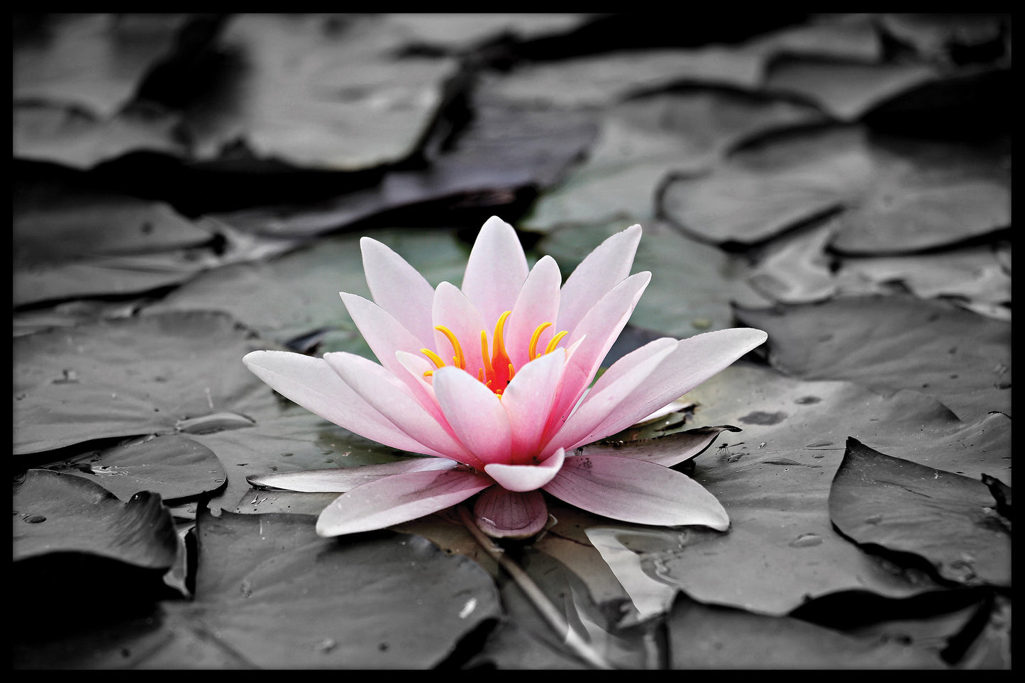 Bloem op de vijverposter