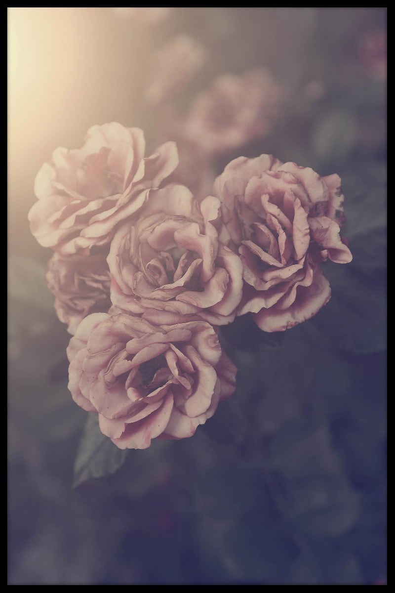 Vintage rozenposter
