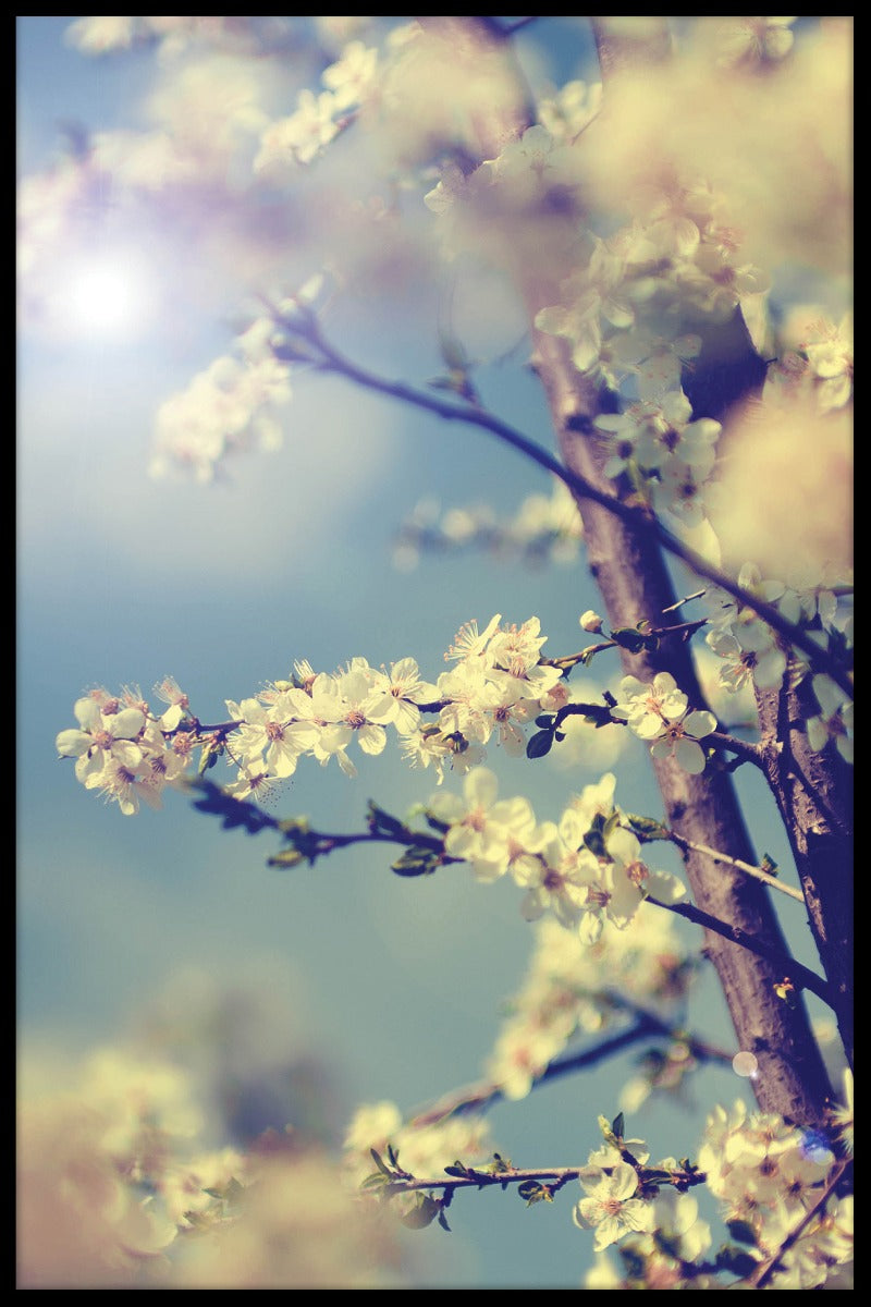 Uitstekende kersenboomposter