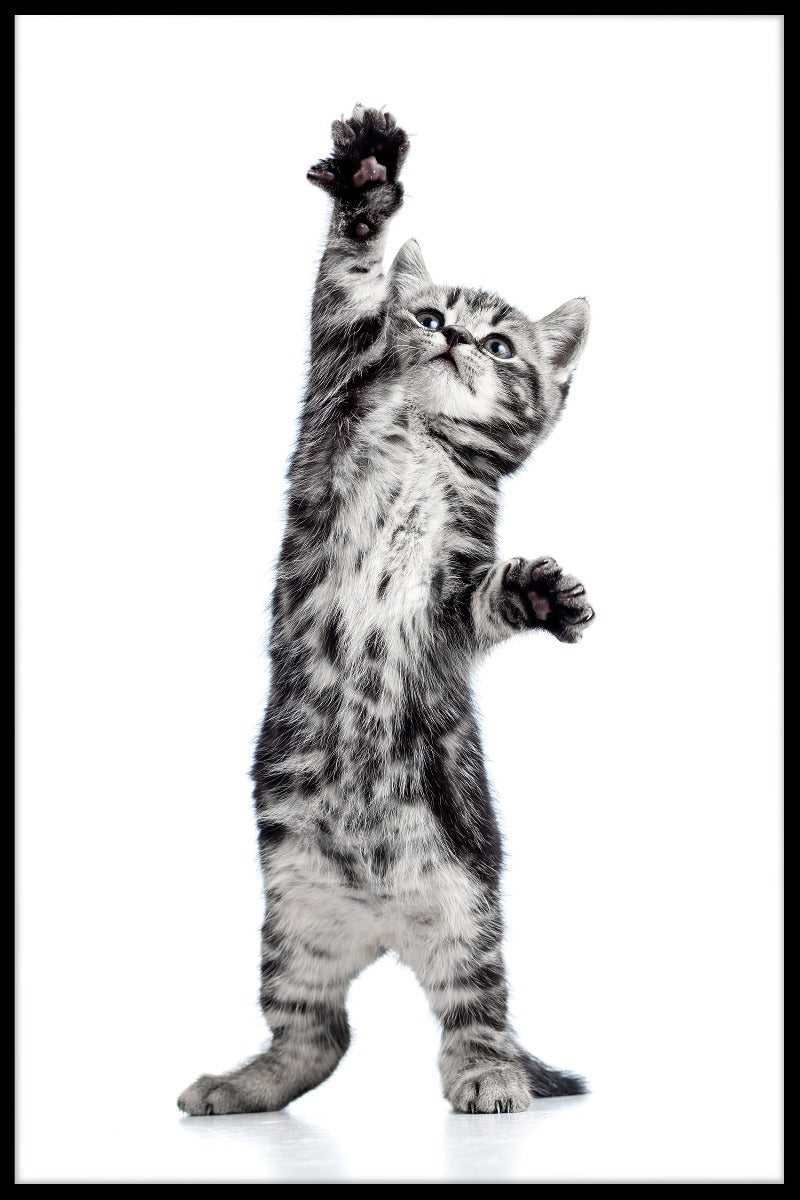 Speelse kittenposters