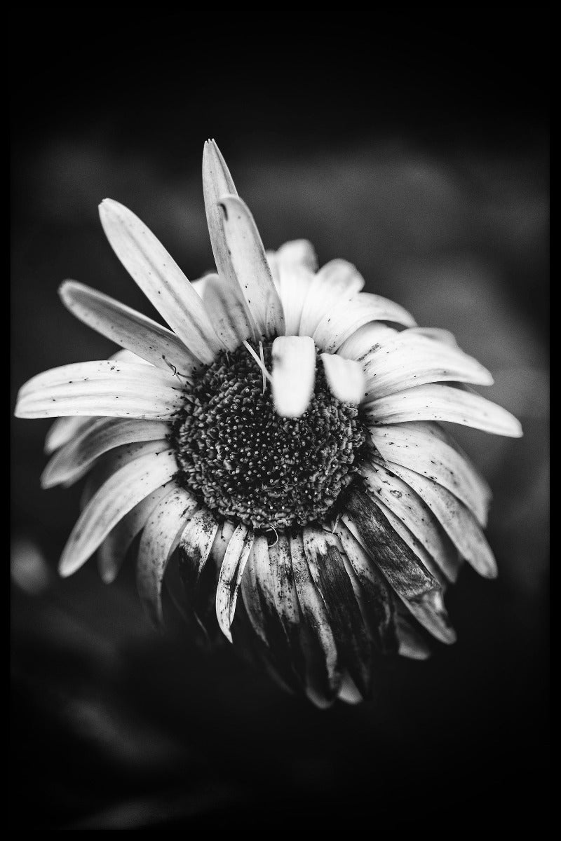 Macrobloem N02 artikelen