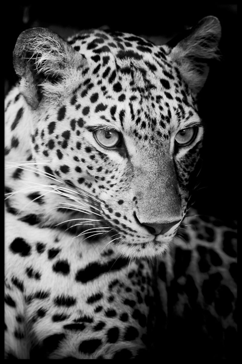 Leopard N02-records