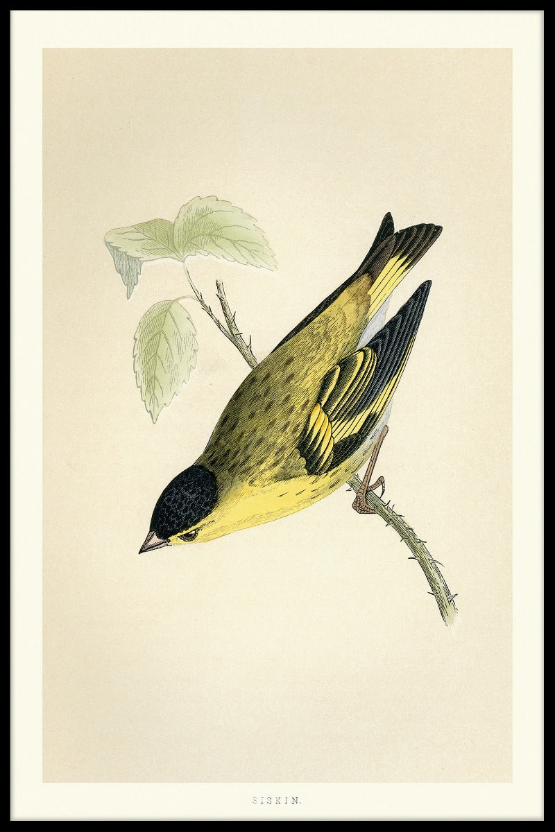 Euraziatische Siskin-records