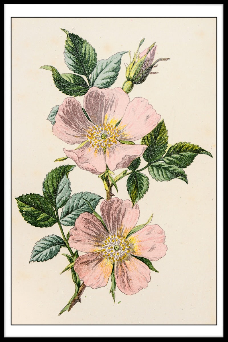 Rosa Canina illustratie poster