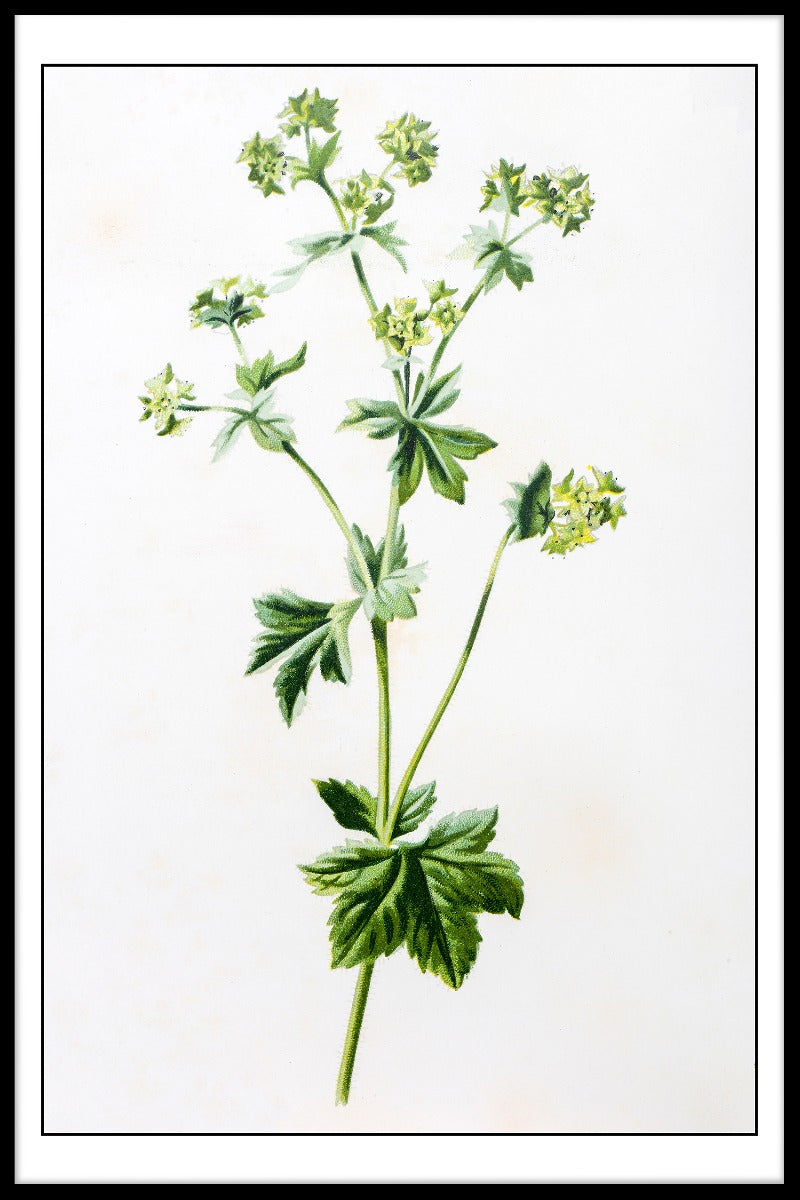 Alchemilla Mollis Illustratieposter