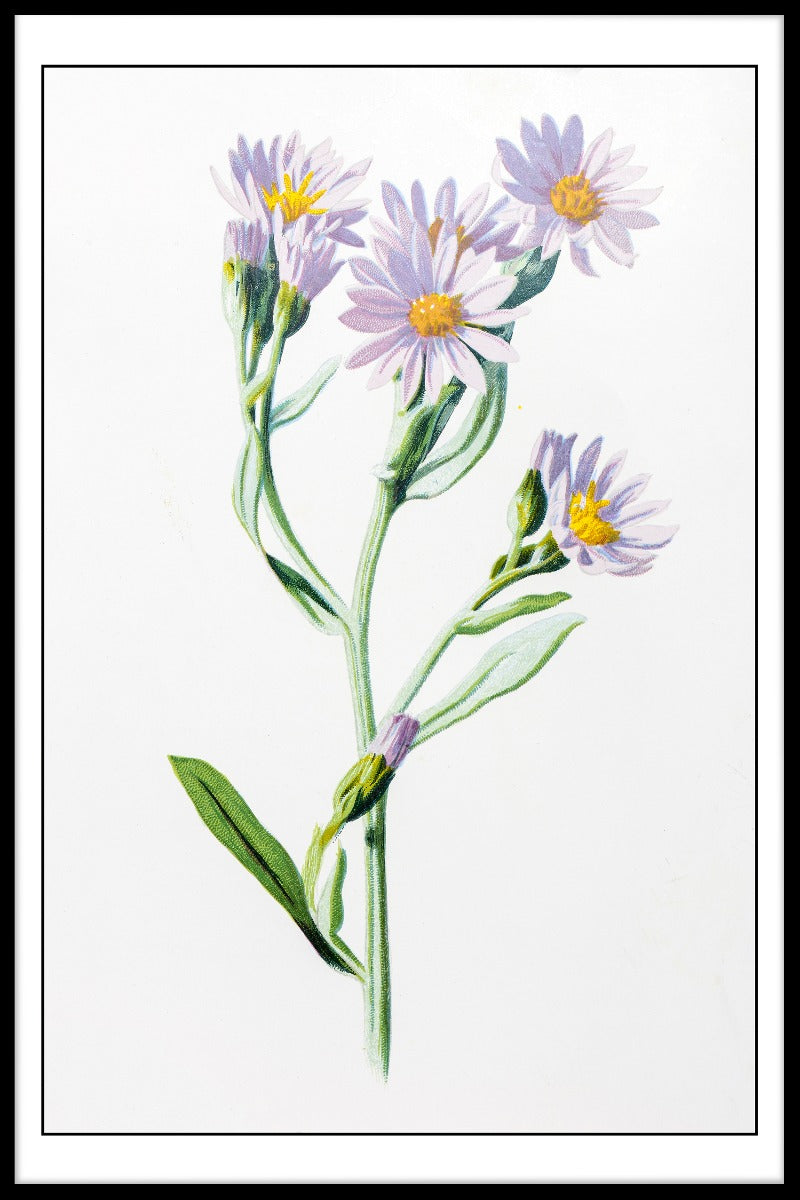 Starwort illustratie poster