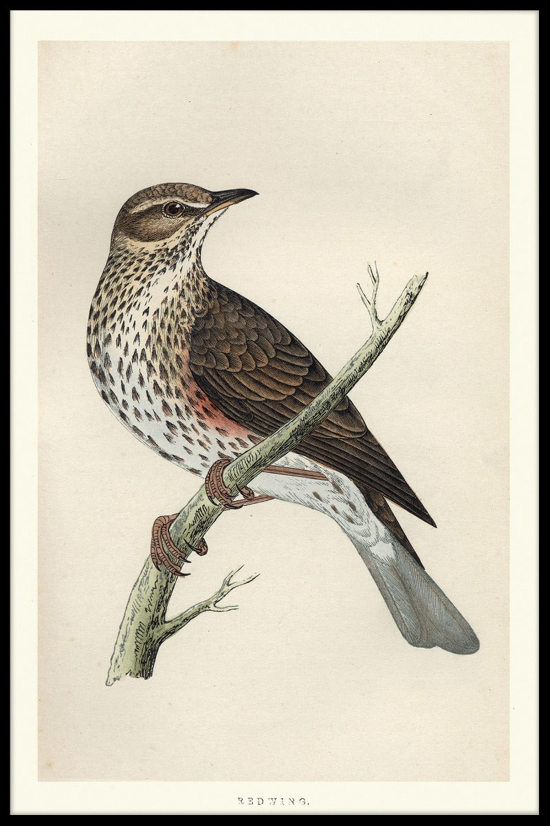 Koperwiek registreert