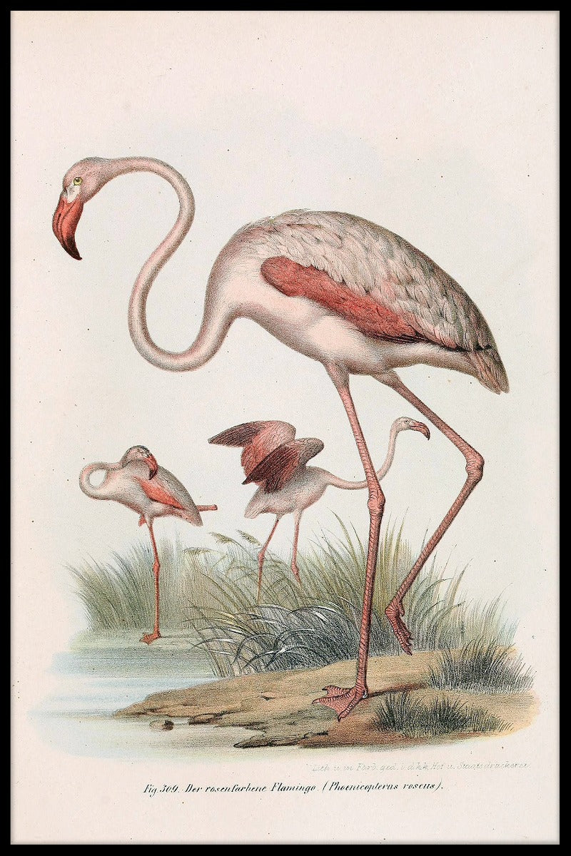 Phoenicopterus Roseus registreert