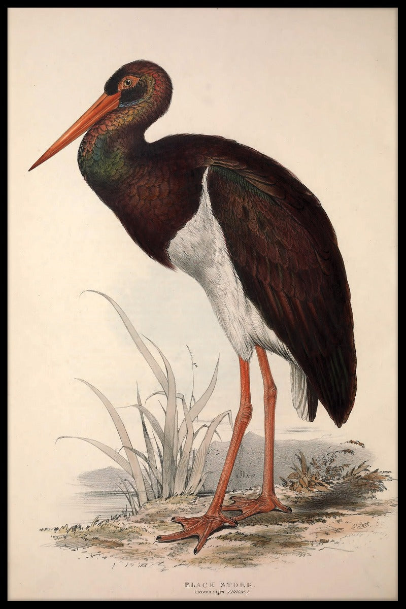 Ciconia Nigra-poster