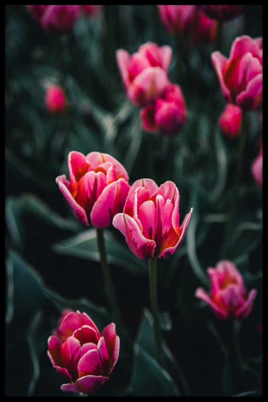 Tulpen in de Affiche van Stockholm