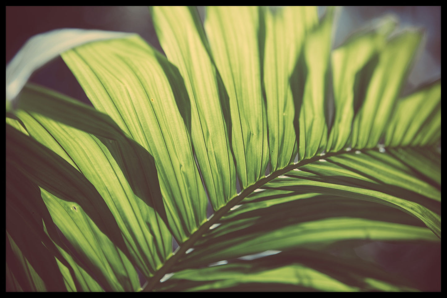 Tropische bomen N02 vermeldingen