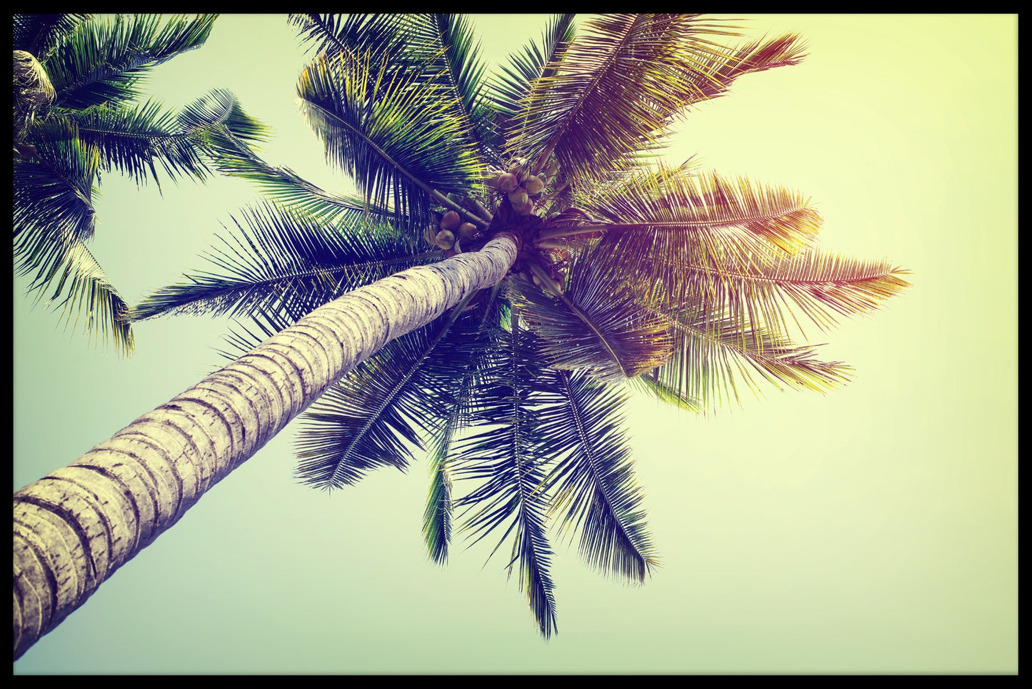 Kokos palmboom
