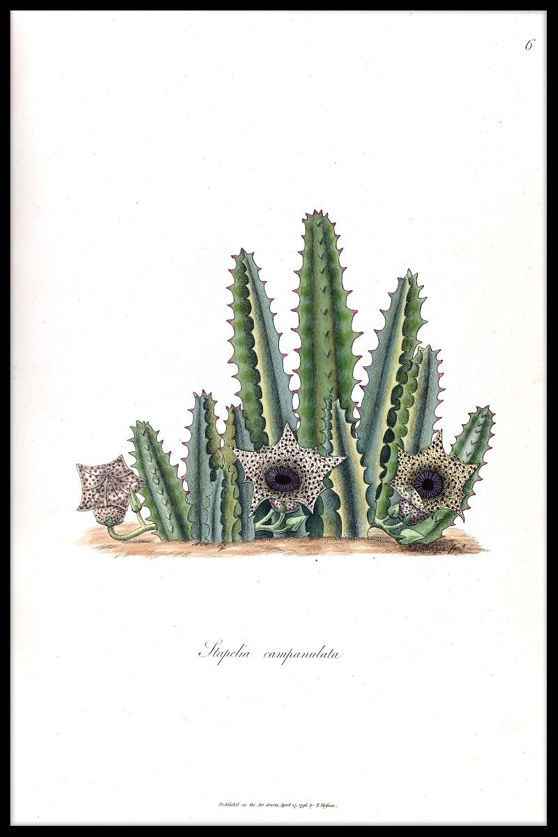Cactus Illustratie N02 items