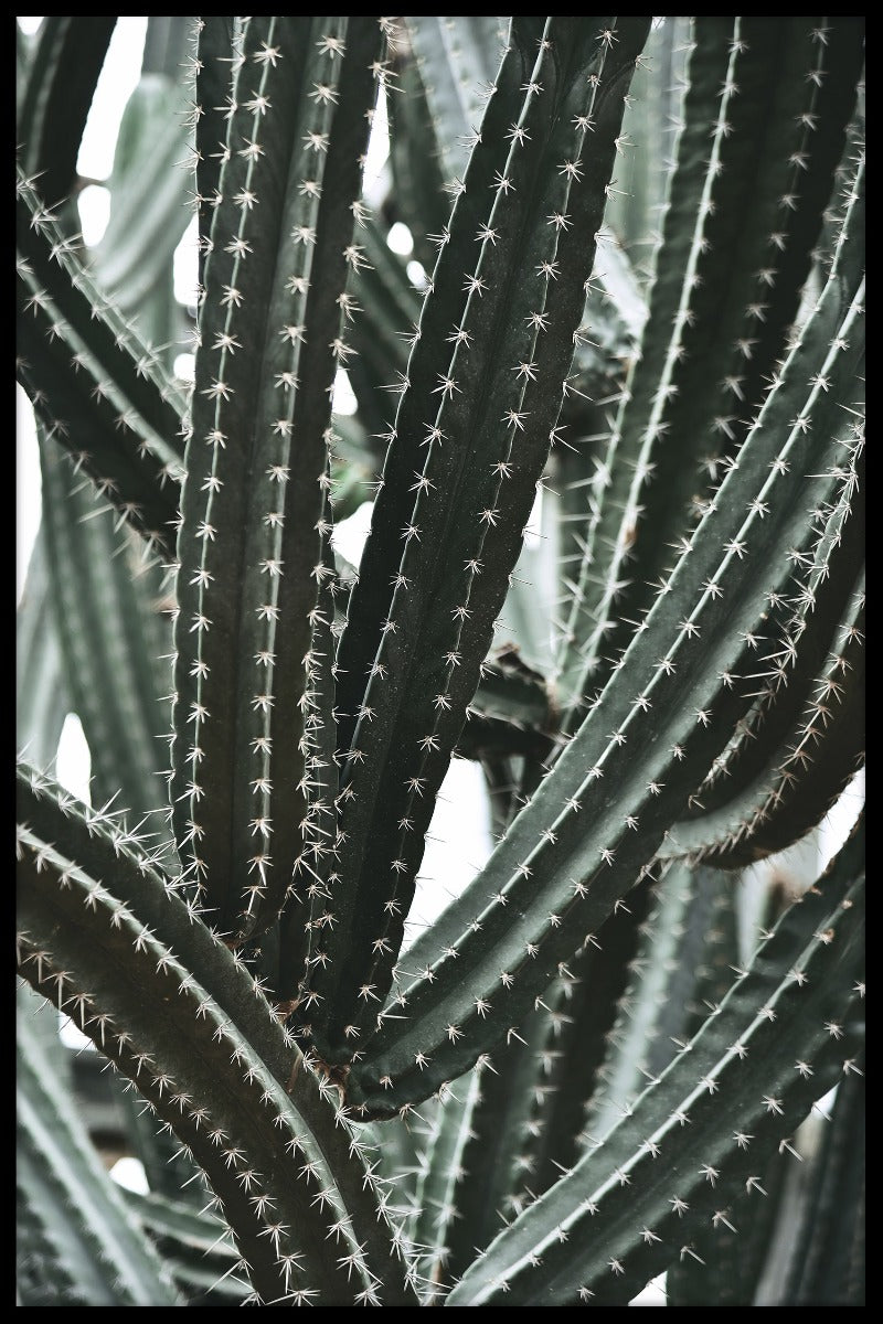 cactus botanische tuinposter