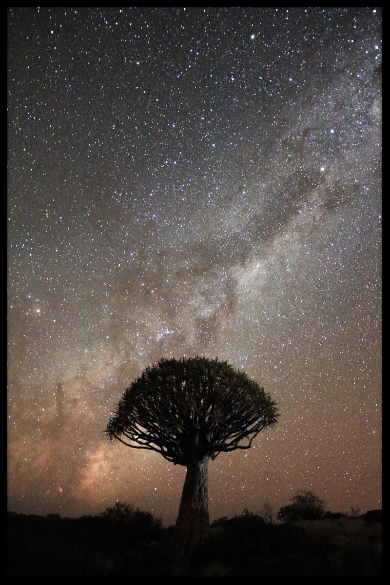 Quiver Tree Melkweg poster