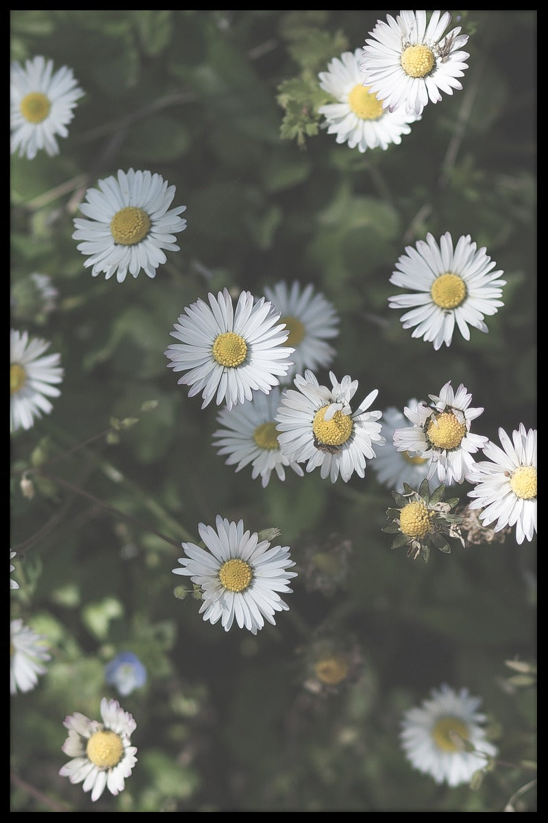 Kroatië Bloemenposter