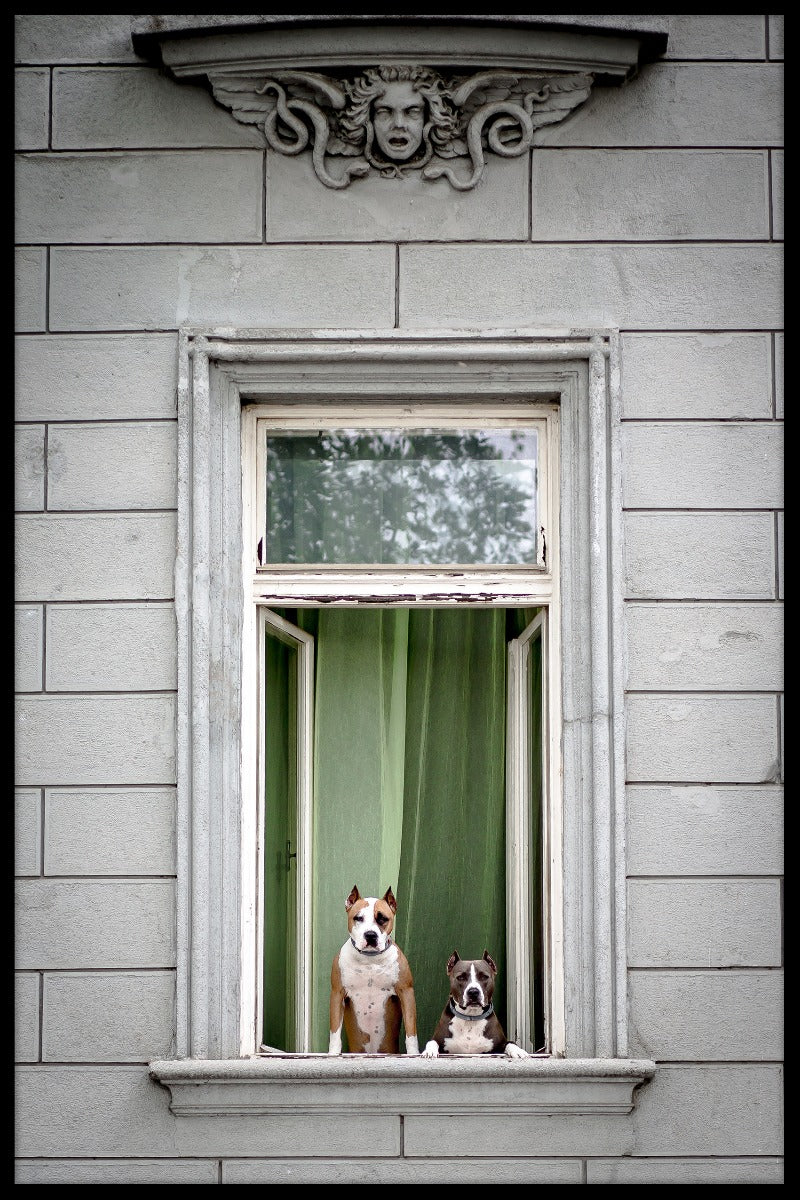 Raam honden poster