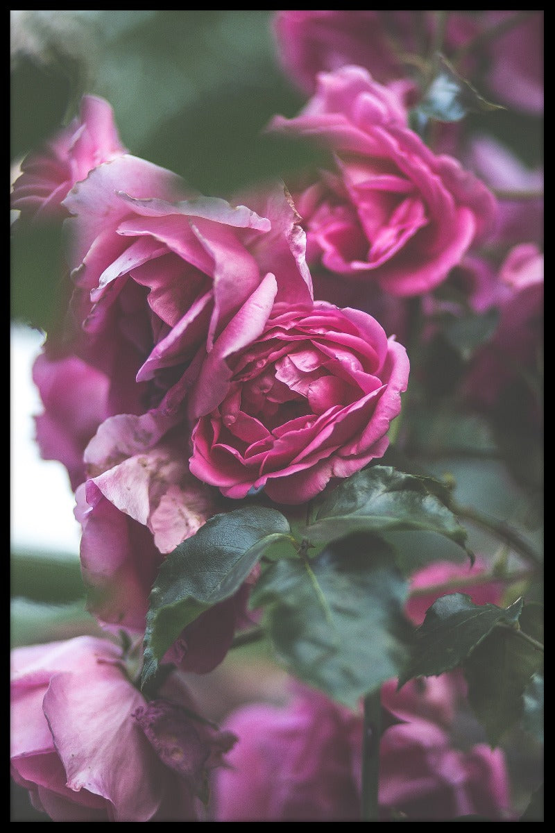 Kroatië Flower N02-records