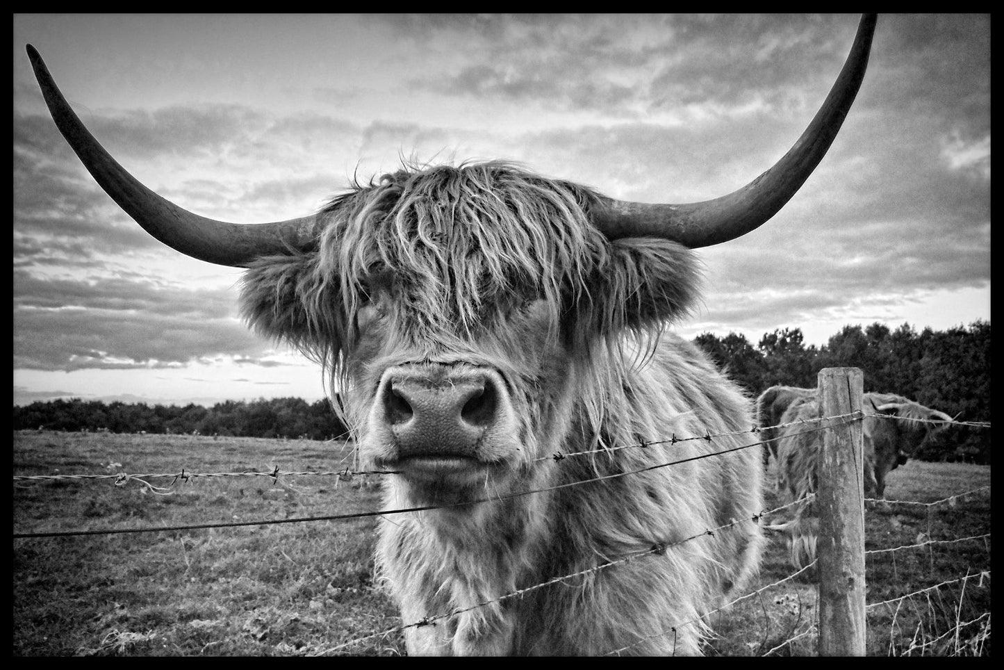 Highland Cattle inzendingen