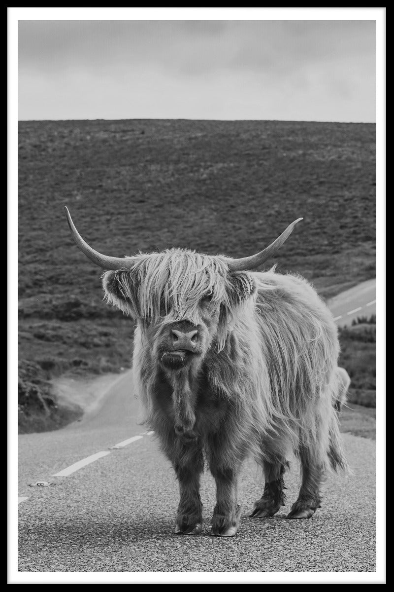 Highland Cattle N02 vermeldingen