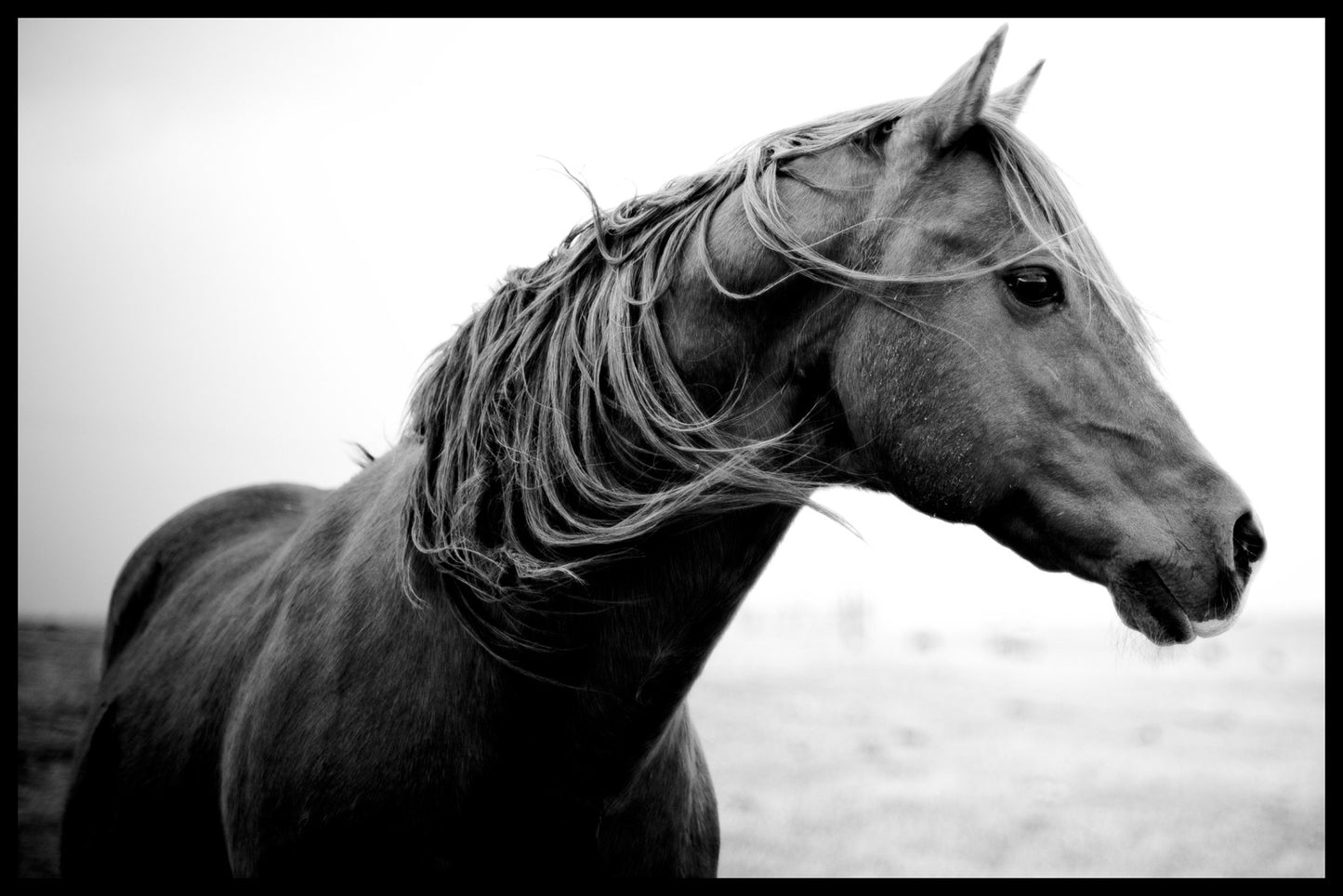 Wilde ponyposter