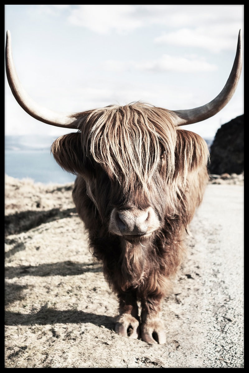 opnemen Highland Cattle N06