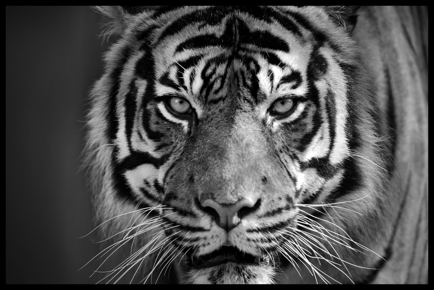 Tijger N03-records