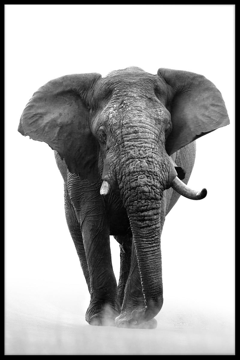 Afrikaanse olifant N04 record