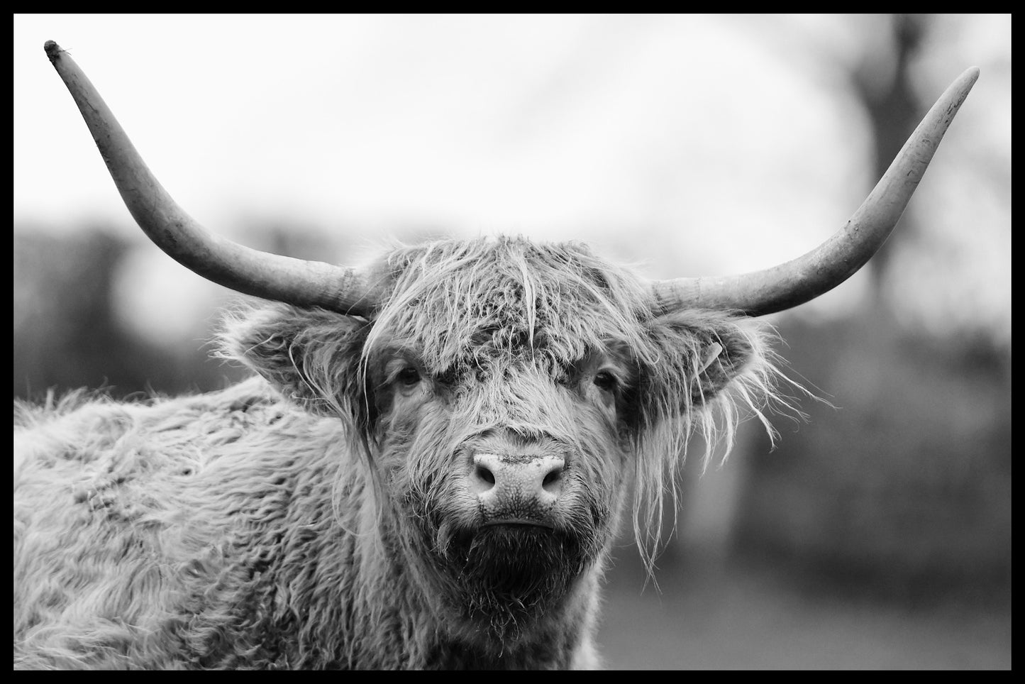 vermeldingen voor Schotse Hooglanders