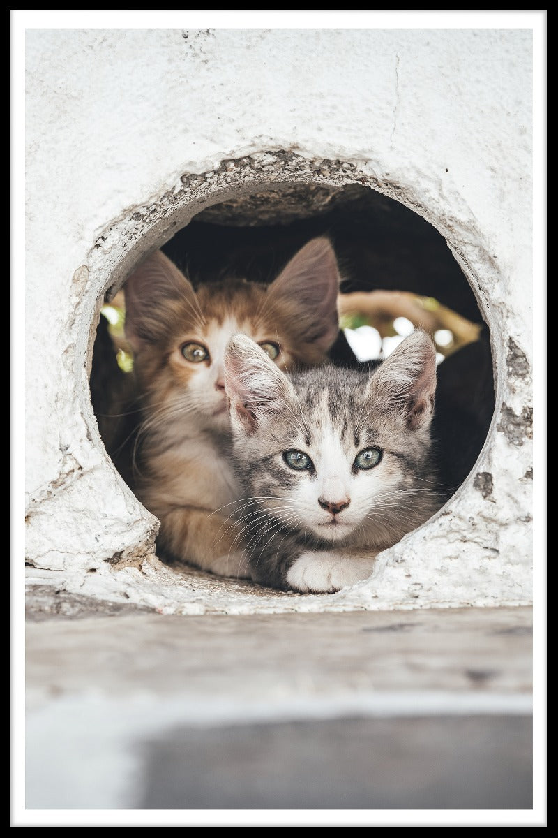 posters Katten verstoppen zich in gaten