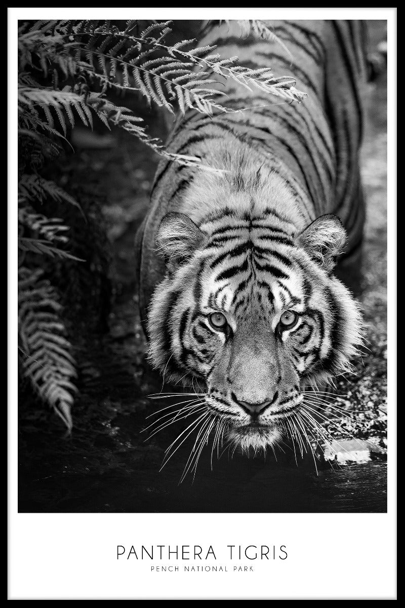 Panthera Tigris-poster