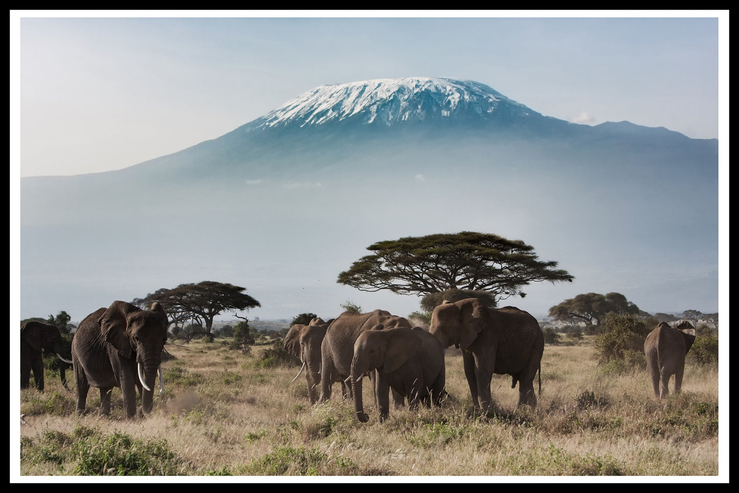 poster Kilimanjaro voor olifanten
